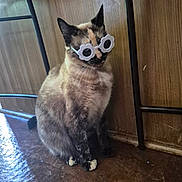 Karmen joined the competition — help win amazing prizes! accessory, animal, black, brown, cat, chair_leg, cute, floor, funny, fur, indoor, mammal, paws, pet, portrait, sitting, sunglasses, whiskers, white, wooden_wall