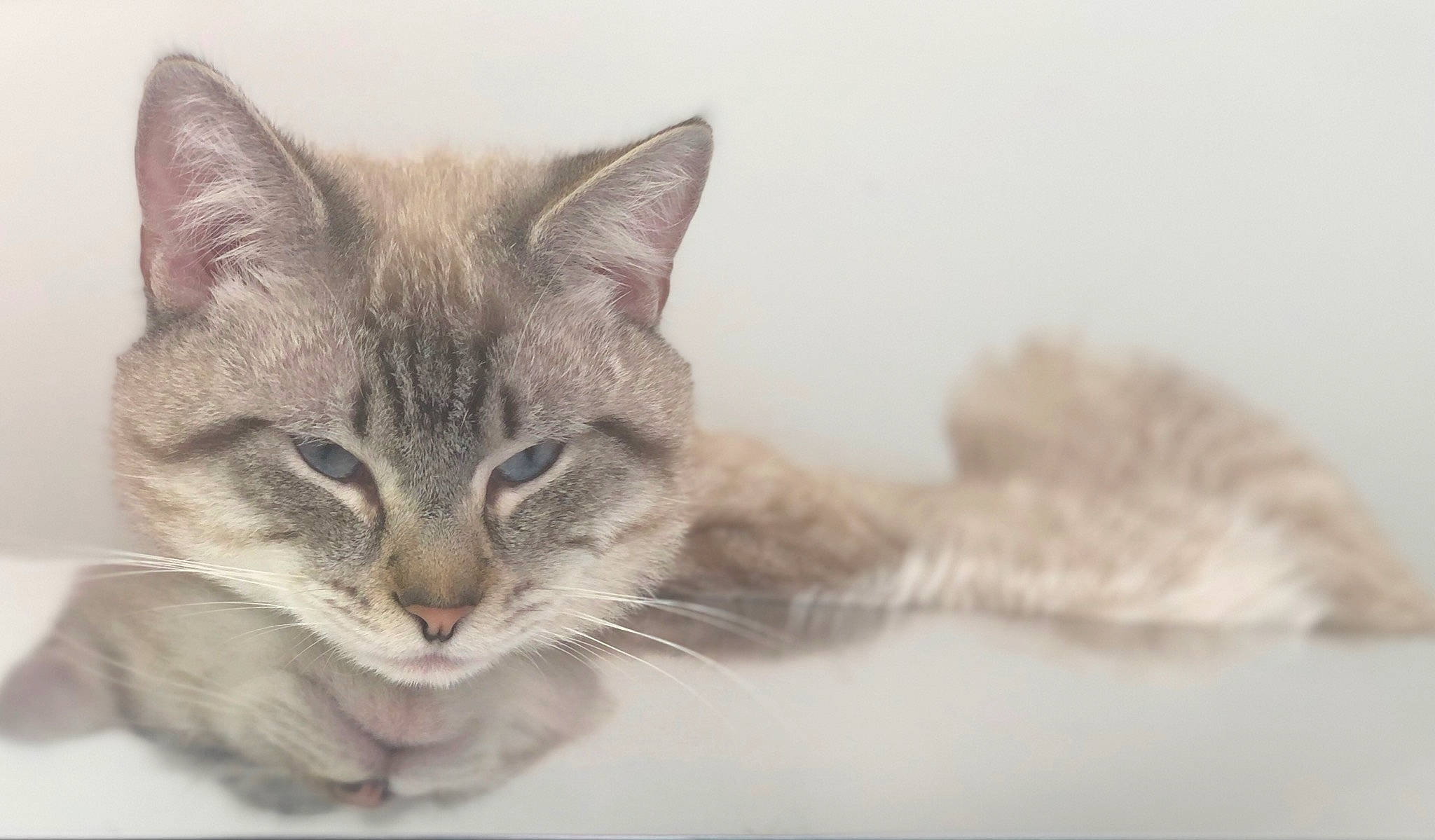 Pasha participe au concours pour gagner de l'argent avec cette photo : aegean_cat, asian, carnivore, cat, domestic_short_haired_cat, ear, european_shorthair, eye, felidae, fur, kitten, mammal, norwegian_forest_cat, nose, ojos_azules, paw, polydactyl_cat, small_to_medium_sized_cats, tabby_cat, whiskers