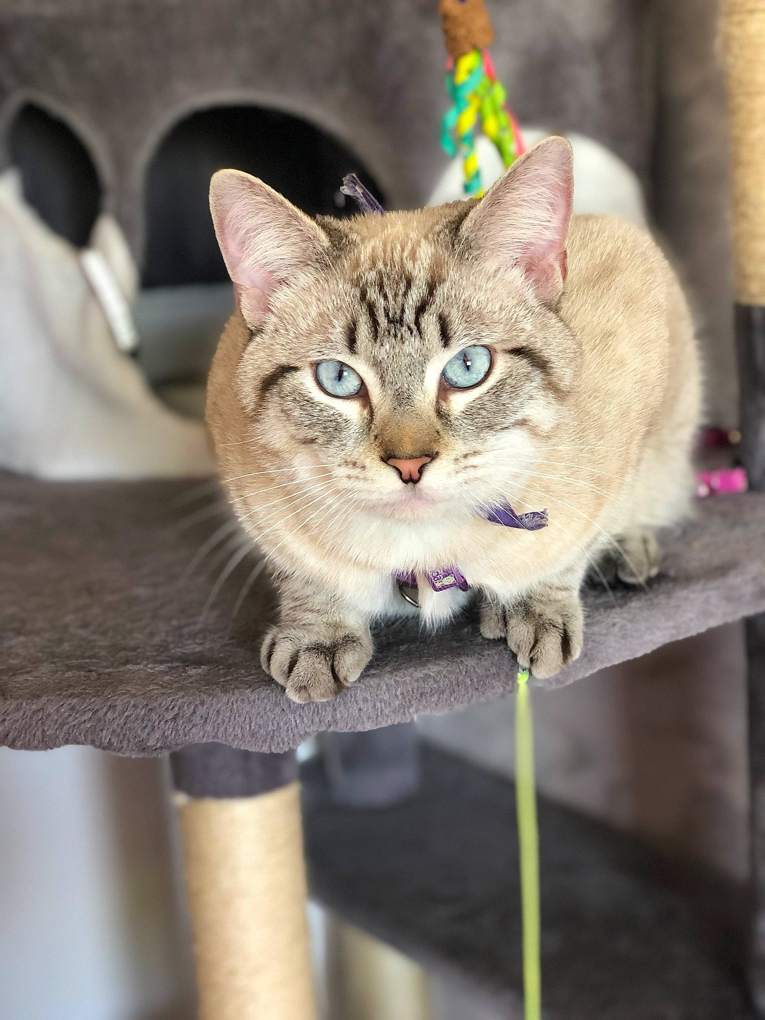 Pasha participe au concours pour gagner de l'argent avec cette photo : aegean_cat, american_wirehair, asian, australian_mist, burmilla, carnivore, cat, chausie, domestic_short_haired_cat, dragon_li, european_shorthair, fawn, felidae, kitten, mammal, singapura, small_to_medium_sized_cats, tabby_cat, vertebrate, whiskers