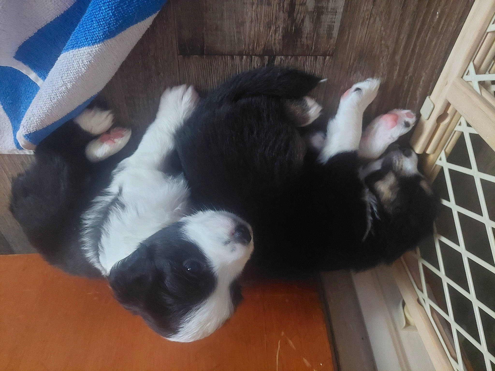 Ryner And Delilah joined the competition — help win amazing prizes! canidae, carnivore, cat, claw, comfort, companion_dog, dog_breed, felidae, fur, hardwood, nap, paw, puppy, small_to_medium_sized_cats, snout, sporting_group, tail, terrestrial_animal, whiskers