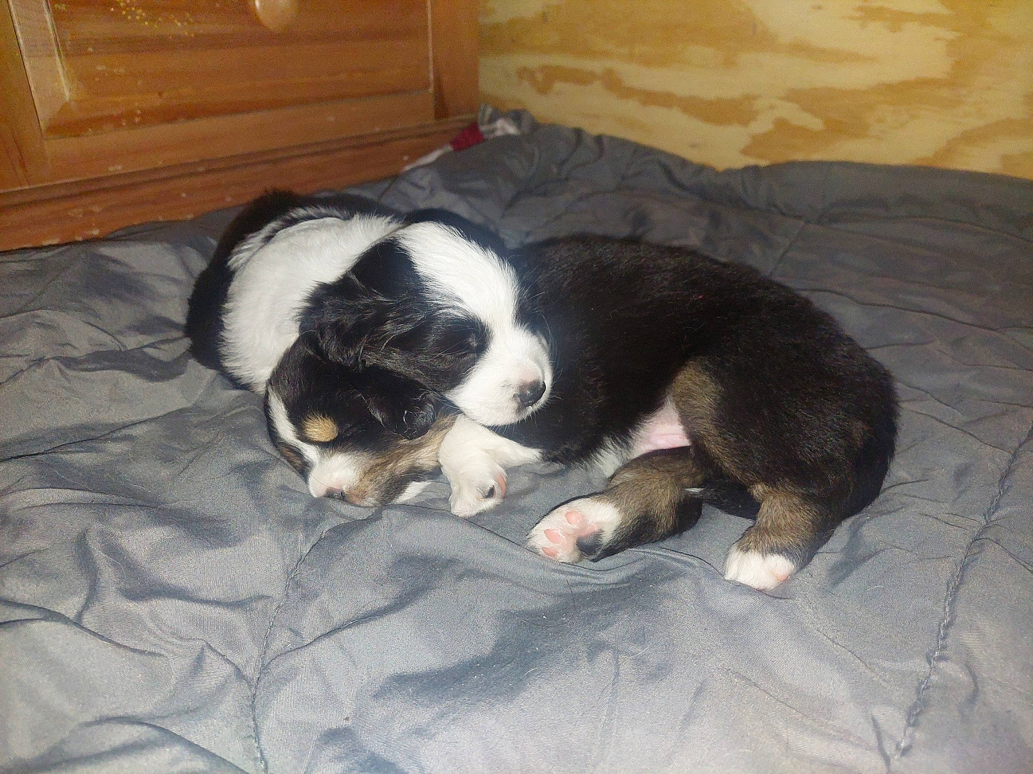 Ryner And Delilah joined the competition — help win amazing prizes! bored, cabinetry, canidae, carnivore, chest_of_drawers, comfort, companion_dog, dog, dog_breed, door, fur, moscow_watchdog, nap, pyrenean_mastiff, snout, sporting_group, tail, terrestrial_animal, working_animal, working_dog