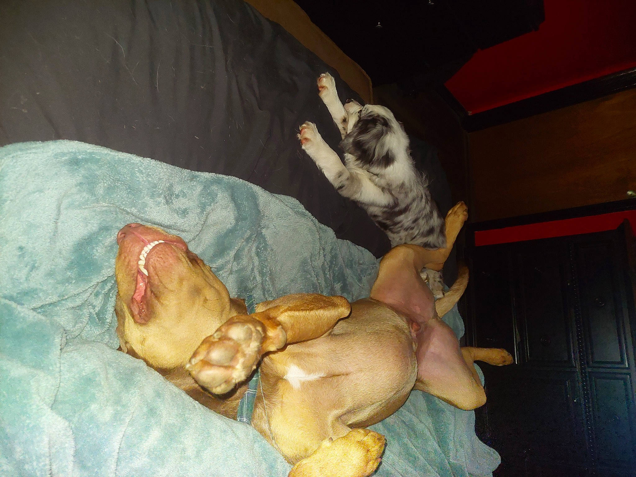 Boom is registered to the contest to win money with this photo: abdomen, art, barechested, barefoot, canidae, carnivore, chest, comfort, companion_dog, dog, dog_breed, fawn, flesh, foot, human_leg, painting, paw, sporting_group, trunk, visual_arts