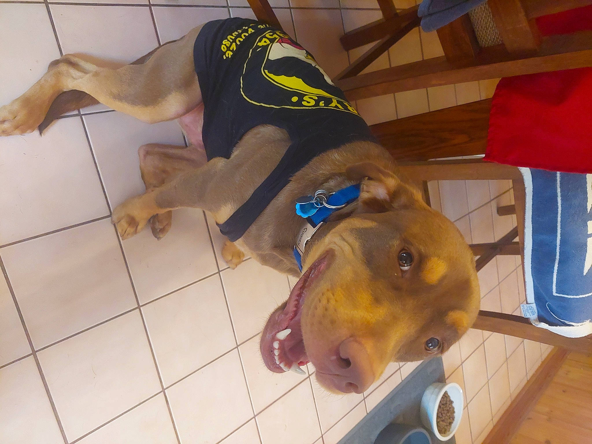 Boom joined the competition — help win amazing prizes! active_tank, calf, chest, dog_breed, elbow, fawn, flooring, foot, fun, fur, headgear, human_leg, knee, personal_protective_equipment, sporting_group, sportswear, thigh, waist, working_animal, yellow