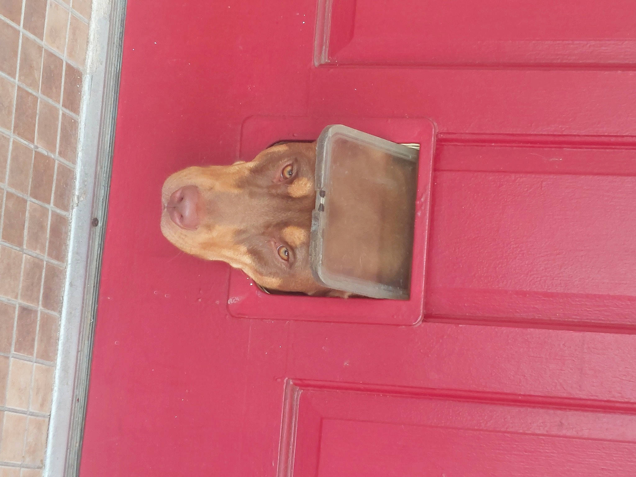 Boom joined the competition — help win amazing prizes! art, brick, brickwork, canidae, carnivore, dog, dog_breed, door, door_handle, fawn, home_door, jaw, liver, sculpture, snout, sporting_group, vehicle_door, wall, wood, working_animal