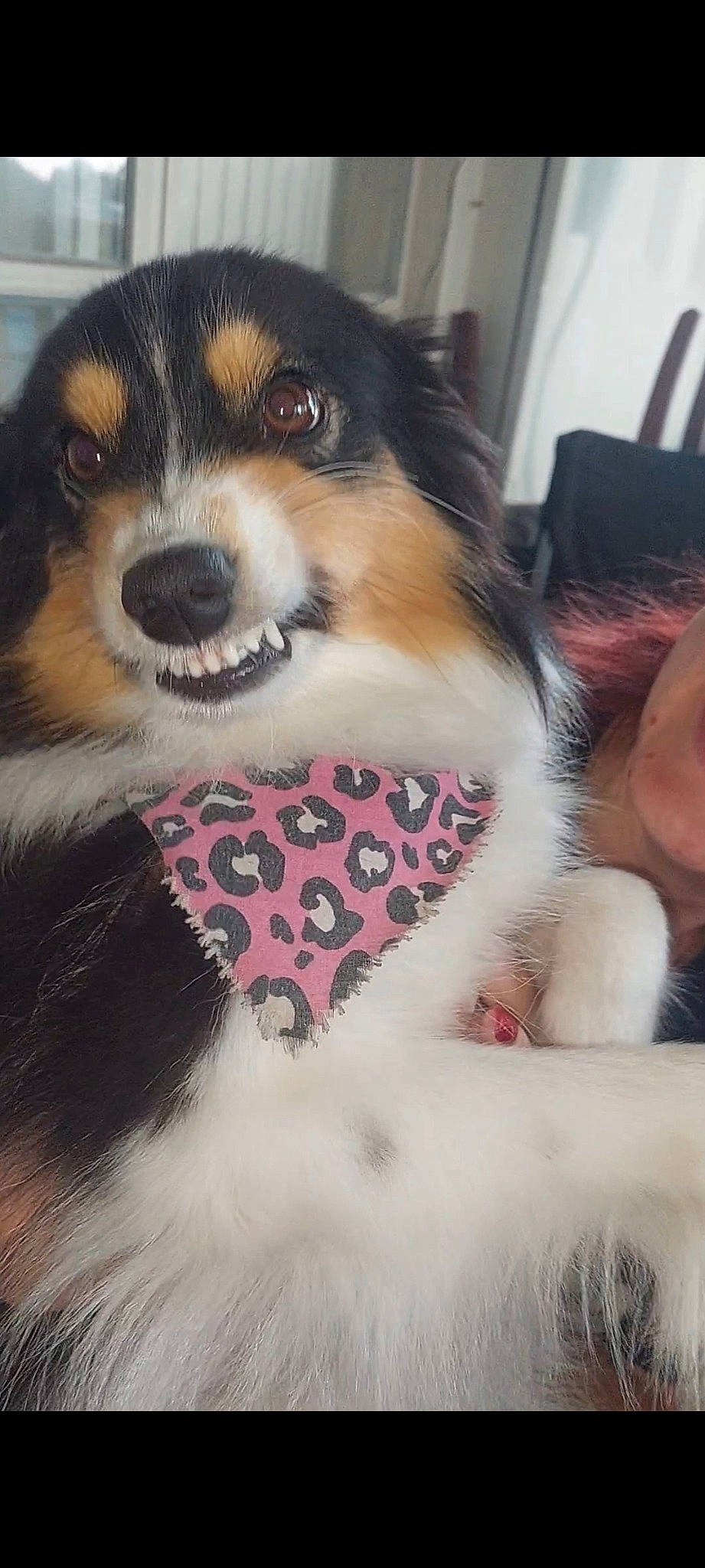 Luna is registered to the contest to win money with this photo: bernese_mountain_dog, canidae, carnivore, collar, companion_dog, dog, dog_breed, dog_supply, event, fur, snout, sporting_group, terrestrial_animal, toy_dog, working_animal, working_dog