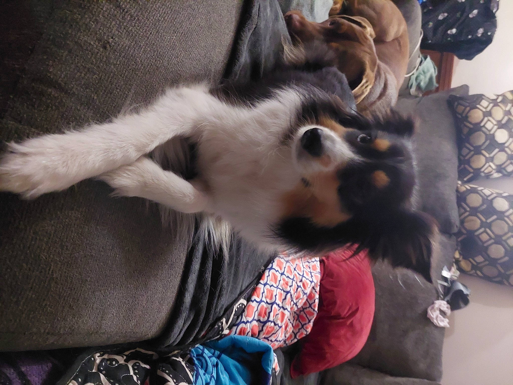 Luna is registered to the contest to win money with this photo: canidae, carnivore, claw, comfort, companion_dog, dog_breed, eyewear, fawn, felidae, fur, gesture, pattern, paw, small_to_medium_sized_cats, snout, sporting_group, tail, toy_dog, whiskers, working_animal