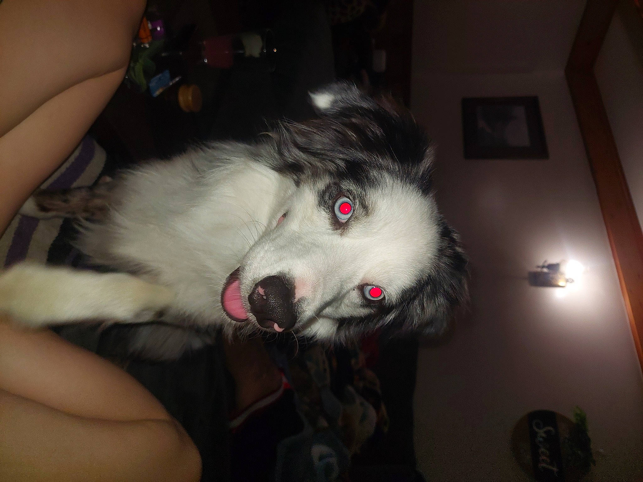 Draco joined the competition — help win amazing prizes! canidae, carnivore, companion_dog, dog, dog_breed, ear, fang, felidae, fur, natural_material, non_sporting_group, red_eye_effect, snout, sporting_group, whiskers, working_dog