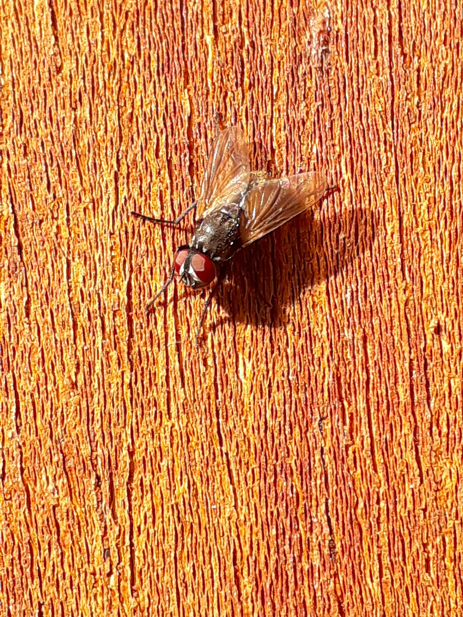 Manouche La Mouche a rejoint le concours — aidez-le/la à gagner de superbes lots ! arthropod, blowflies, bug, carpenter_bee, cicada, fly, house_fly, insect, invertebrate, macro_photography, membrane_winged_insect, net_winged_insects, parasite, pest, stable_fly, tachinidae, warble_flies, wood