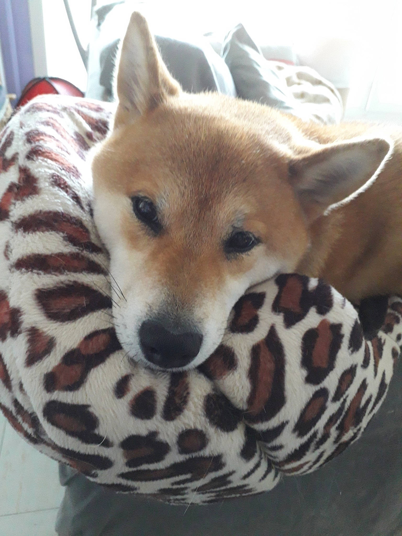 Makoto a rejoint le concours — aidez-le/la à gagner de superbes lots ! akita_inu, ancient_dog_breeds, canaan_dog, canidae, carnivore, carolina_dog, companion_dog, dog, dog_breed, hokkaido, korean_jindo_dog, mammal, non_sporting_group, norwegian_buhund, shiba_inu, shikoku, snout, vertebrate, whiskers, wildlife