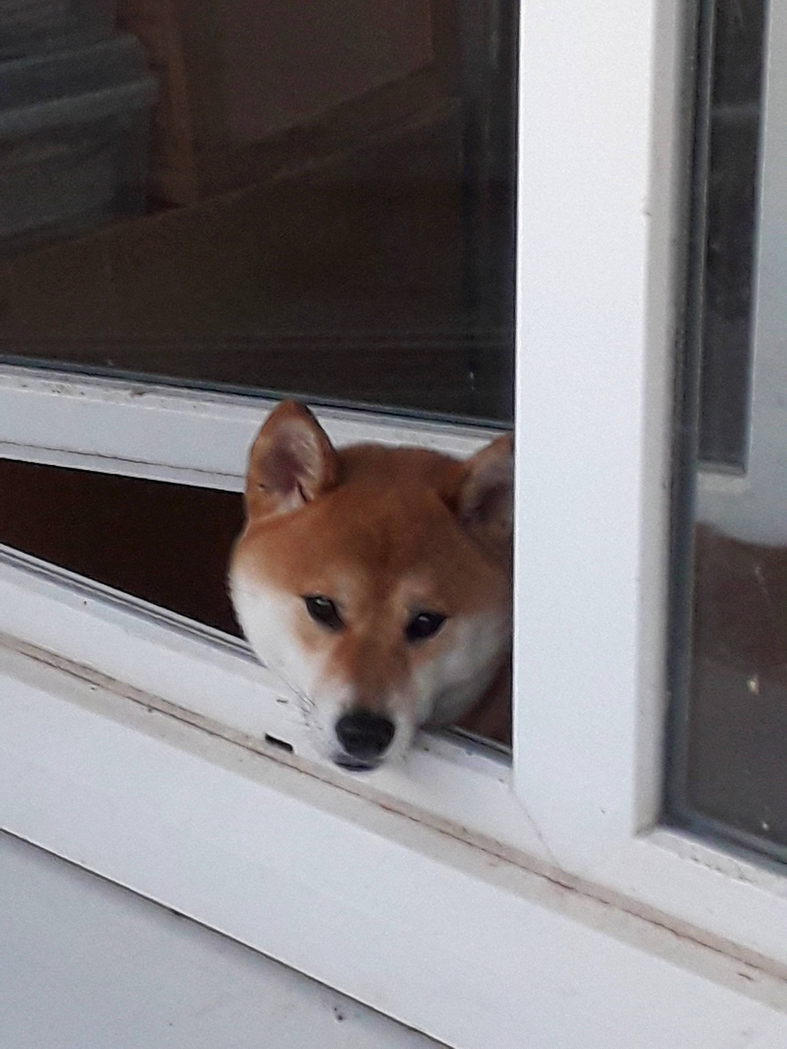 Makoto a rejoint le concours — aidez-le/la à gagner de superbes lots ! akita, akita_inu, ancient_dog_breeds, canaan_dog, canidae, carnivore, companion_dog, dog, dog_breed, fawn, hokkaido, korean_jindo_dog, mammal, non_sporting_group, norwegian_buhund, pembroke_welsh_corgi, shiba_inu, shikoku, spitz, vertebrate