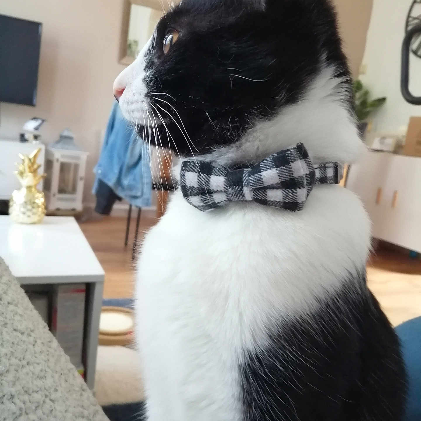 Lewis a rejoint le concours — aidez-le/la à gagner de superbes lots ! accessories, animal, architecture, bowtie, building, cat, computerhardware, couch, electronics, formalwear, furniture, hardware, indoors, livingroom, manx, monitor, pet, room, screen, tie