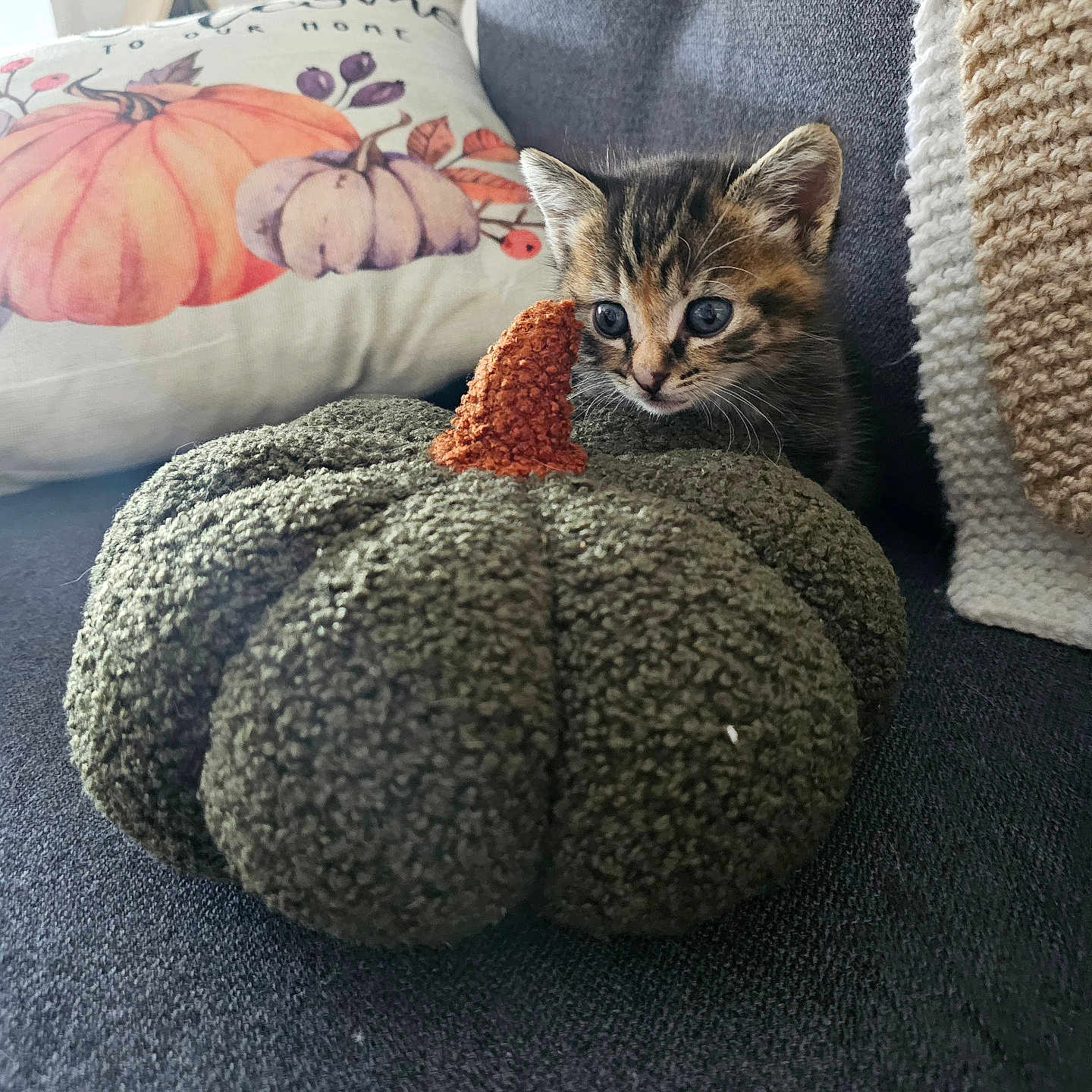 Stella a rejoint le concours — aidez-le/la à gagner de superbes lots ! abyssinian, animal, blanket, canine, cat, couch, cushion, dog, furniture, homedecor, kitten, manx, pet, pillow, rock