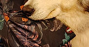 Freya a rejoint le concours — aidez-le/la à gagner de superbes lots ! dog, canine, pet, resting, fluffy, fur, animal, indoors, couch, pattern, blue, white, brown, black, face, closeup, relaxing, bag, textile, comfort