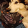 dog, canine, pet, resting, fluffy, fur, animal, indoors, couch, pattern, blue, white, brown, black, face, closeup, relaxing, bag, textile, comfort