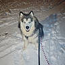 Freya participe au concours pour gagner de l'argent avec cette photo : dog, husky, snow, leash, animal, pet, winter, night, outdoor, fur, canine, happy, sitting, cold, path, walking, playful, mammal, companion, frozen