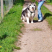 Freya participe au concours pour gagner de l'argent avec cette photo : woman, dog, alaskan_malamute, leash, path, grass, trees, sunny, outdoor, nature, smiling, casual_clothing, white_hoodie, jeans, pet, happy, walking, fence, animal, friendly