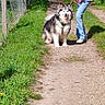 woman, dog, alaskan_malamute, leash, path, grass, trees, sunny, outdoor, nature, smiling, casual_clothing, white_hoodie, jeans, pet, happy, walking, fence, animal, friendly