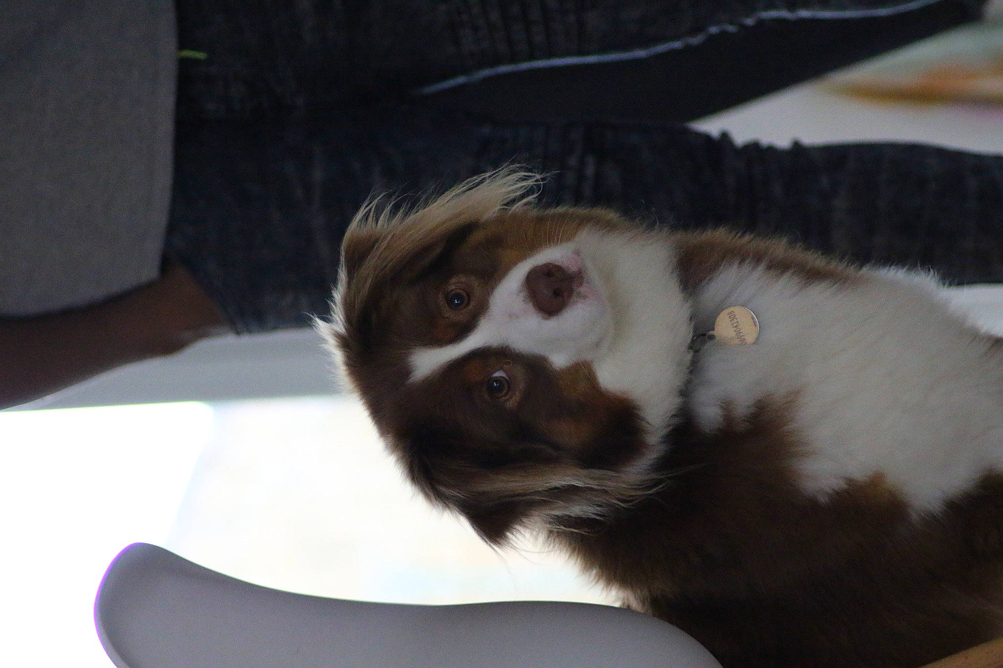 Ohanna participe au concours pour gagner de l'argent avec cette photo : canidae, carnivore, dog, dog_breed, ear, fur, puppy, sporting_group