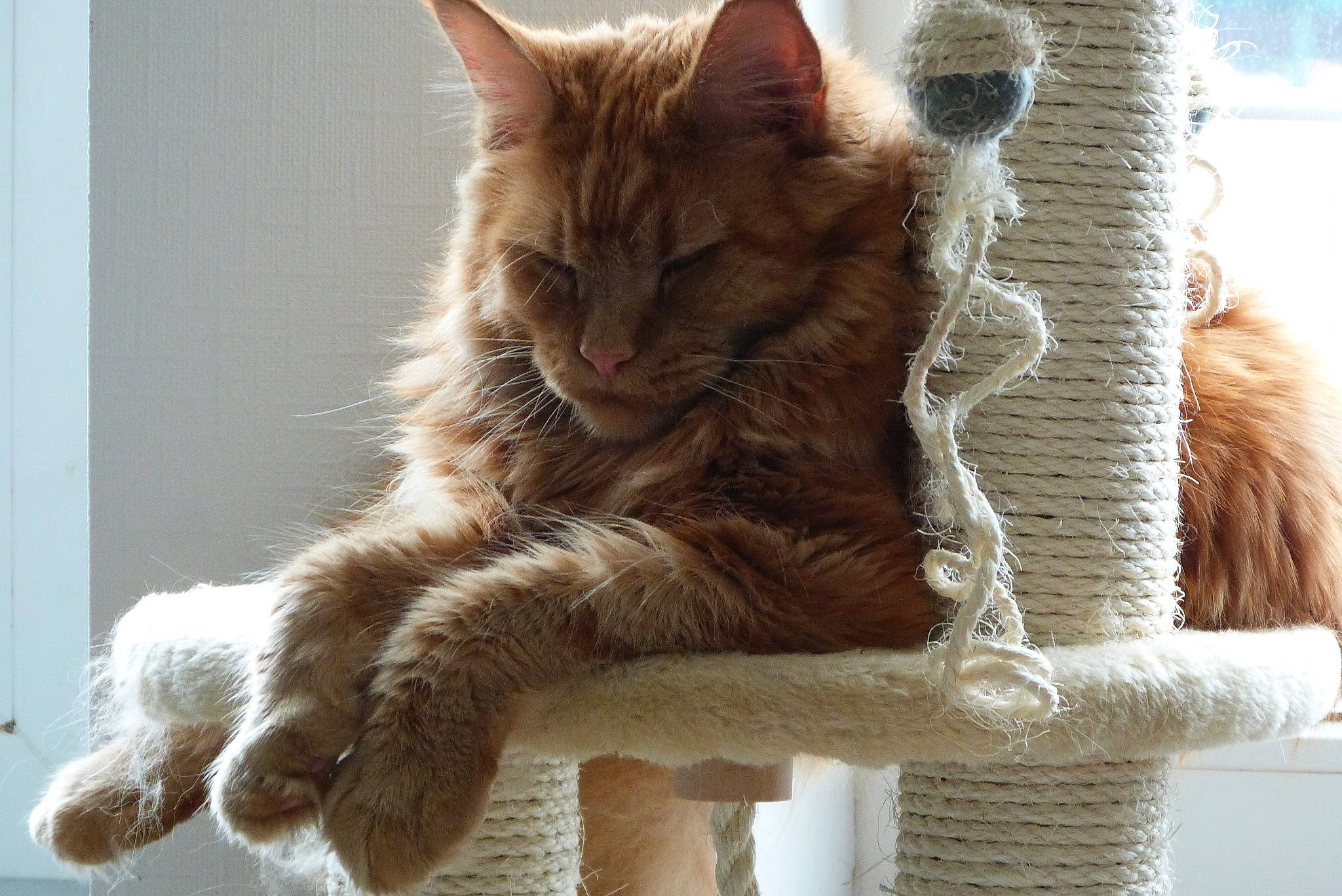 Bacardi a rejoint le concours — aidez-le/la à gagner de superbes lots ! beige, carnivore, cat, cat_furniture, cat_supply, claw, fawn, felidae, fur, liver, natural_material, paw, peach, pet_supply, small_to_medium_sized_cats, snout, tail, vertebrate, whiskers