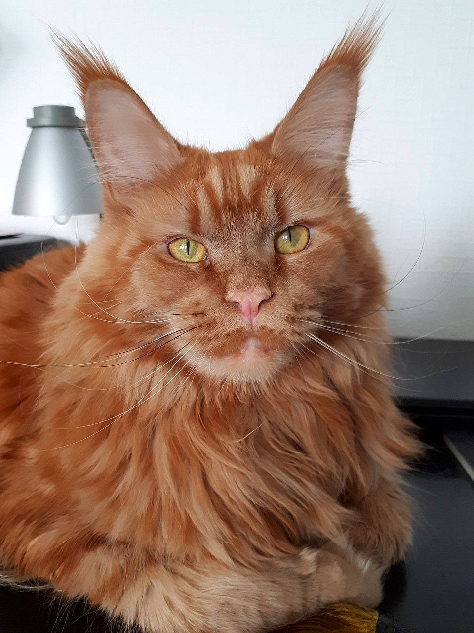 Bacardi a rejoint le concours — aidez-le/la à gagner de superbes lots ! british_longhair, carnivore, cat, fawn, felidae, fur, lamp, liver, maine_coon, siberian, small_to_medium_sized_cats, snout, tail, terrestrial_animal, whiskers, wood