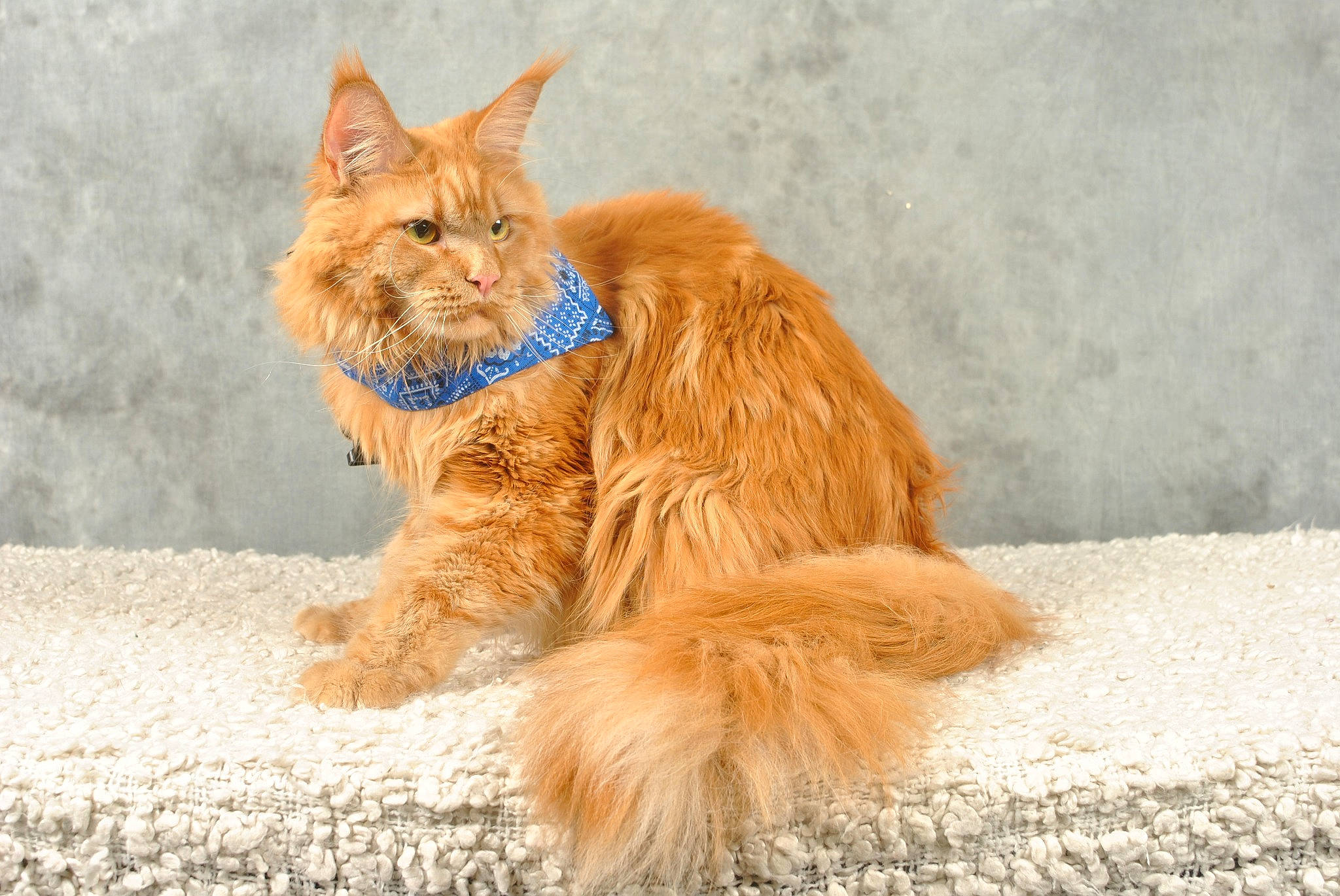 Bacardi participe au concours pour gagner de l'argent avec cette photo : canidae, carnivore, cat, claw, comfort, dog_breed, domestic_short_haired_cat, fawn, felidae, foot, fur, paw, sitting, small_to_medium_sized_cats, snout, tail, terrestrial_animal, whiskers, wildlife