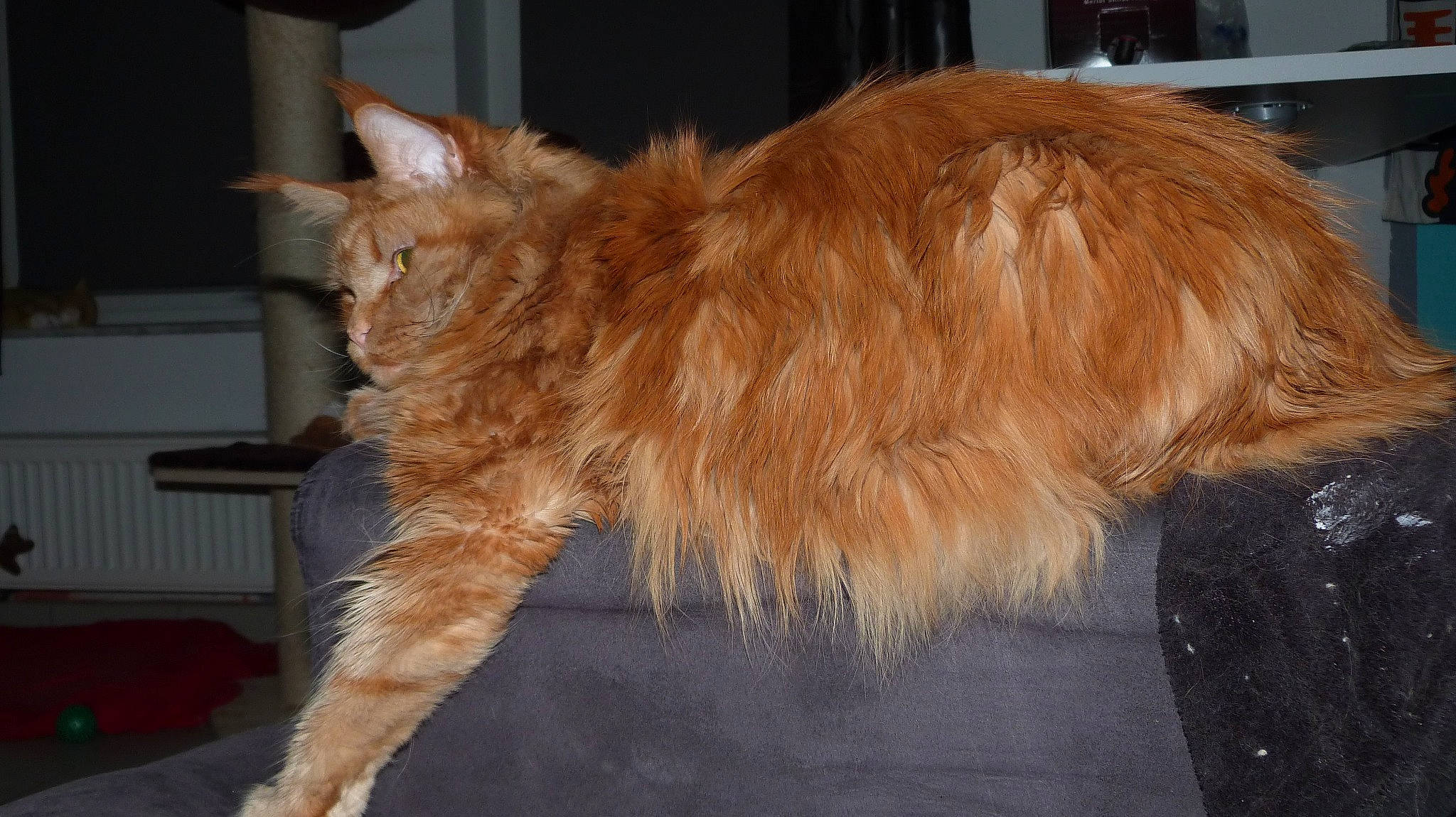 Bacardi participe au concours pour gagner de l'argent avec cette photo : amber, british_semi_longhair, brown, carnivore, cat, domestic_long_haired_cat, fawn, felidae, fur, laperm, liver, natural_material, orange, peach, persian, small_to_medium_sized_cats, tail, whiskers