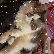 Kiwi participe au concours pour gagner de l'argent avec cette photo : art, cg_artwork, darkness, event, fashion_accessory, feather, felidae, fictional_character, graphics, holiday, illustration, marine_biology, midnight, new_year, petal, recreation, space, star, wing, winter