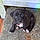 Gidget