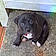Gidget