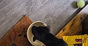 Gidget joined the competition — help win amazing prizes! dog, black_dog, pet, bowl, mat, floor, wooden_floor, toy, green_ball, yellow_bag, indoor, animal_tail, feeding, domestic_animal, household, playful, companion, curious, activity, side_view