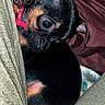 Ariel joined the competition — help win amazing prizes! puppy, dog, small_dog, black_dog, brown_dog, pet, collar, red_collar, curled_up, cuddling, blanket, fabric, legs, close_up, indoor, cute, animal, young_dog, sleepy, cozy