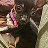 Ariel joined the competition — help win amazing prizes! puppy, dog, small_dog, black_dog, tan_markings, pink_collar, pet, cute, young_dog, indoors, blanket, pants, comfort, close_up, animal, fur, ears, sitting, looking_up, cozy