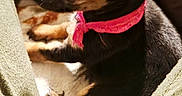Ariel is registered to the contest to win money with this photo: puppy, dog, small_dog, black_dog, tan_markings, pink_collar, pet, animal, cute, indoor, person_legs, green_pants, sitting, fur, young_dog, companion, relaxed, cozy, household, close_up