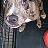 Tink joined the competition — help win amazing prizes! dog, brindle, heterochromia, blue_eye, brown_eye, crate, cage, pet, canine, close_up, nose, ears, floor, looking_up, young_dog, indoor, paw, metal_bars, expression, animal