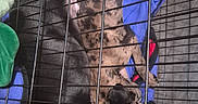 Tink joined the competition — help win amazing prizes! dog, crate, blue_blanket, black_dog, brindle_dog, sleeping, pet, indoor, resting, cage, animal, companion, cozy, friendship, fur, paw, snuggle, relaxation, canine, home