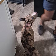 Tink is registered to the contest to win money with this photo: dog, brown_spotted_dog, blue_eyes, floor, wooden_floor, kitchen, person, legs, shorts, storage_container, plastic_bin, shelf, pet, indoor, home, attention, waiting, collar, motion_blur, candid
