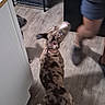 dog, brown_spotted_dog, blue_eyes, floor, wooden_floor, kitchen, person, legs, shorts, storage_container, plastic_bin, shelf, pet, indoor, home, attention, waiting, collar, motion_blur, candid