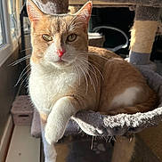 Tigrou participe au concours pour gagner de l'argent avec cette photo : cat, orange_cat, white_cat, pet, feline, cat_tree, indoors, sunlight, window, relaxed, whiskers, paw, fur, animal, domestic_cat, cozy, resting, household, cute, portrait