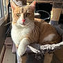cat, orange_cat, white_cat, pet, feline, cat_tree, indoors, sunlight, window, relaxed, whiskers, paw, fur, animal, domestic_cat, cozy, resting, household, cute, portrait