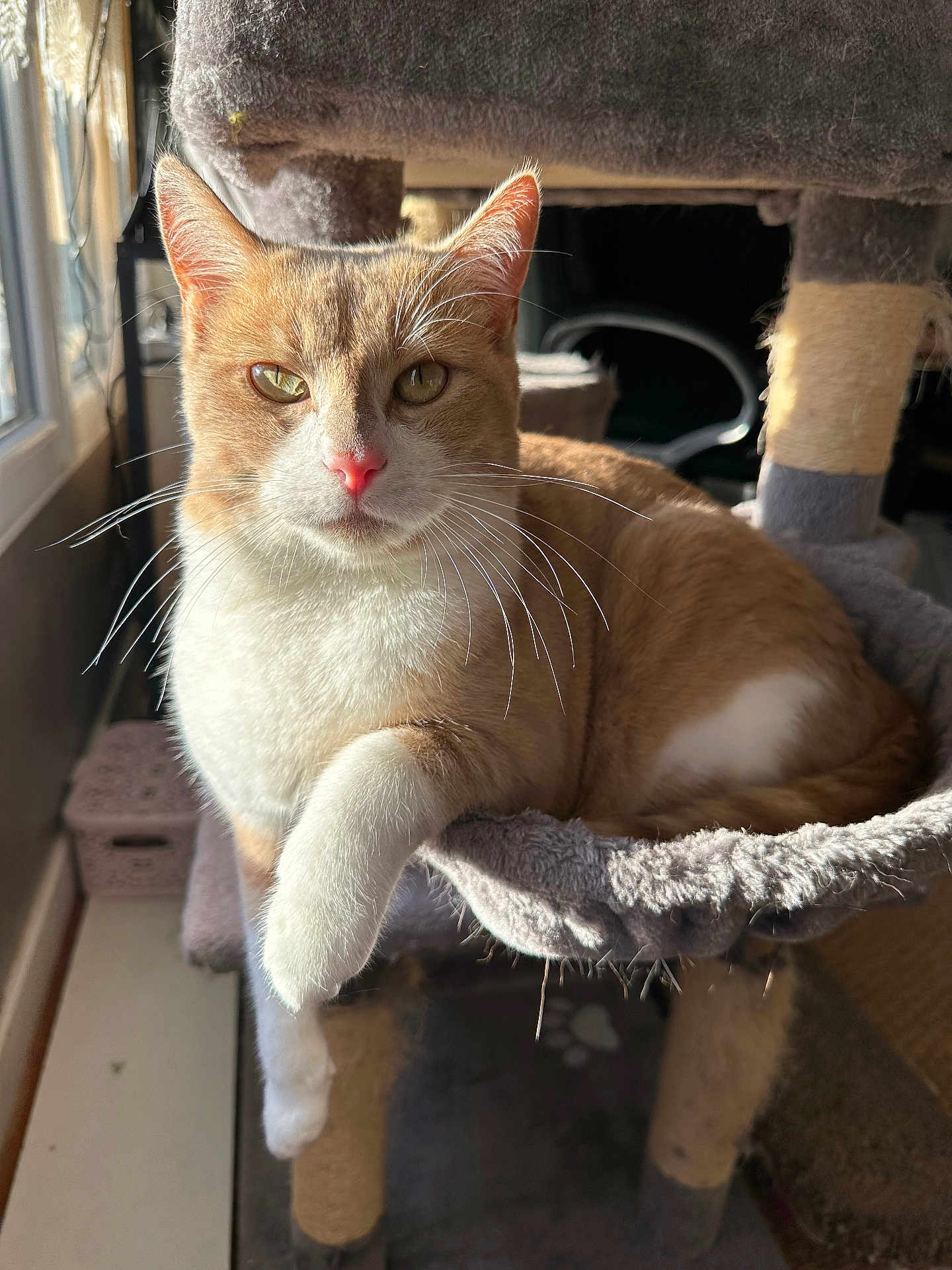 Tigrou participe au concours pour gagner de l'argent avec cette photo : cat, orange_cat, white_cat, pet, feline, cat_tree, indoors, sunlight, window, relaxed, whiskers, paw, fur, animal, domestic_cat, cozy, resting, household, cute, portrait