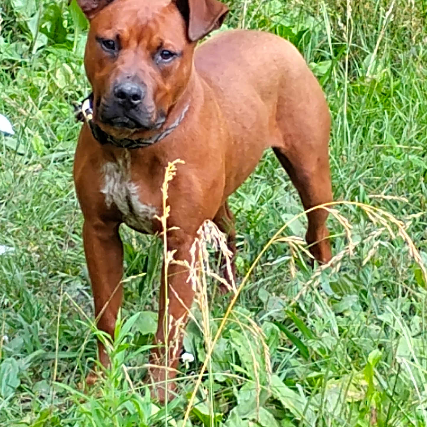 Jack joined the competition — help win amazing prizes! alert, animal, brown_dog, canine, closeup, collar, daylight, dog, ears, field, fur, grass, greenery, muzzle, nature, outdoor, pet, serious_expression, standing, wild_plants