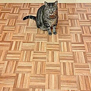 Gibbs participe au concours pour gagner de l'argent avec cette photo : cat, tabby_cat, pet, animal, sitting, indoors, floor, parquet, wooden_floor, cabinet, furniture, home, portrait, looking_at_camera, striped_fur, tail, ears, whiskers, sock, household