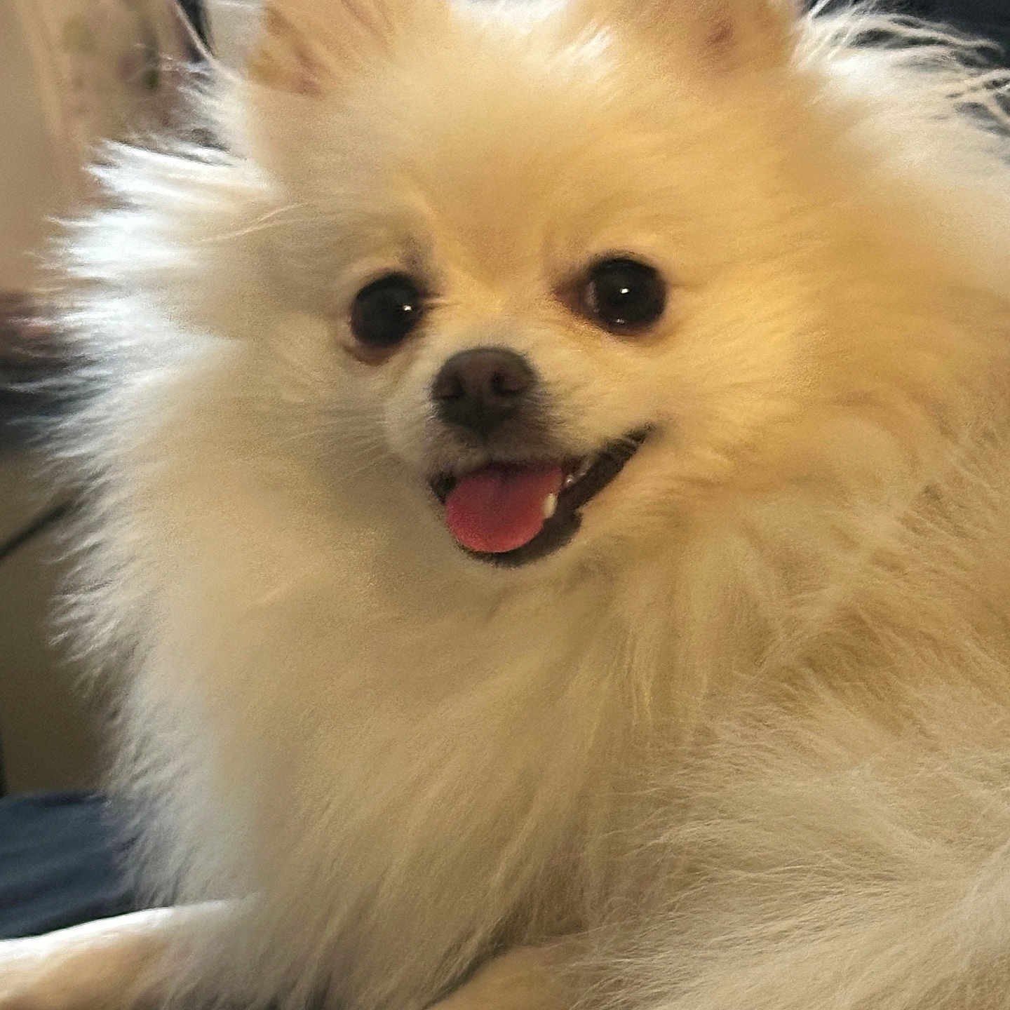 Mochi Eugene is registered to the contest to win money with this photo: animal, bodypart, canine, cockerspaniel, dog, eskimodog, mouth, papillon, person, pet, puppy, whitedog