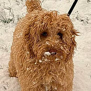 Teddy joined the competition — help win amazing prizes! dog, snow, curly_fur, fluffy, outdoor, leash, winter, pet, canine, fur, animal, snowflakes, grass, nature, cute, walking, playful, cold, adorable, portrait