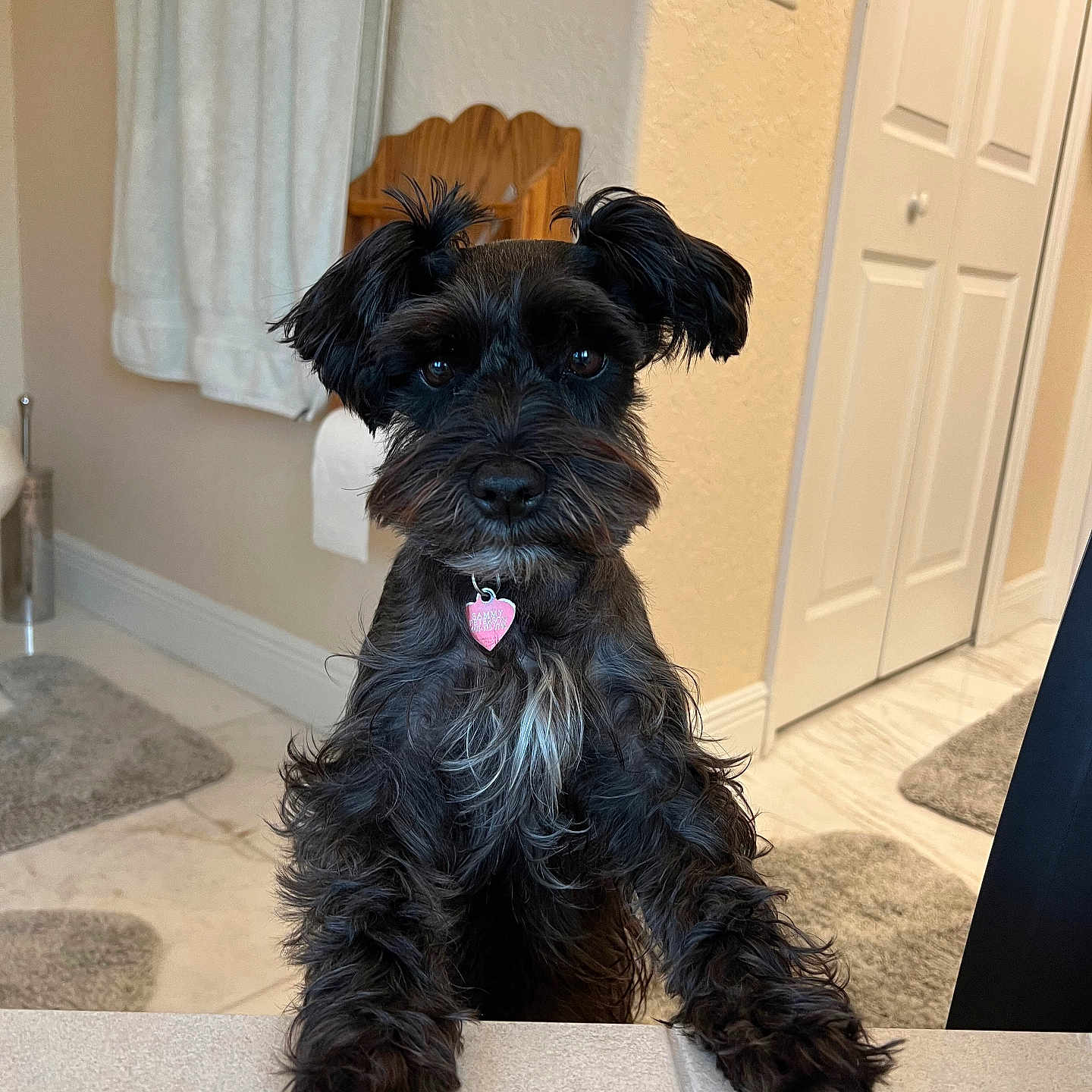 Sammy is registered to the contest to win money with this photo: affenpinscher, animal, canine, cockerspaniel, dog, dogbed, door, hardwood, homedecor, indoors, pet, poodle, puppy, rug, terrier, whitedog, wood