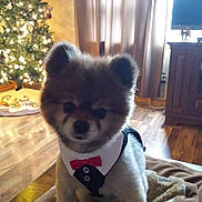 Skeeter joined the competition — help win amazing prizes! dog, pomeranian, pet, tuxedo, bow_tie, christmas_tree, holiday, indoors, curtains, blanket, wooden_floor, decorations, festive, cute, animal, small_dog, furry, companion, home, celebration