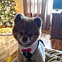 dog, pomeranian, pet, tuxedo, bow_tie, christmas_tree, holiday, indoors, curtains, blanket, wooden_floor, decorations, festive, cute, animal, small_dog, furry, companion, home, celebration