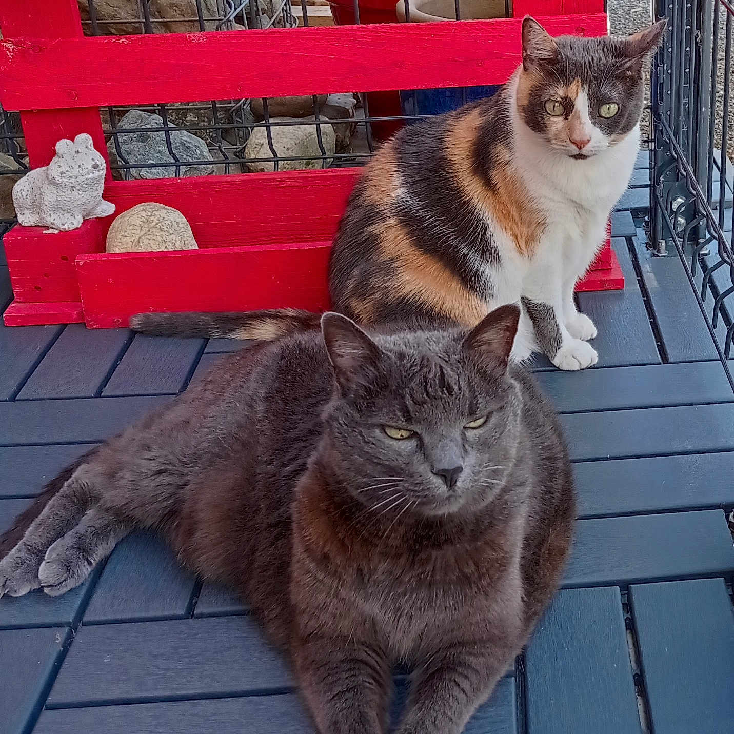 Griotte Et Maya