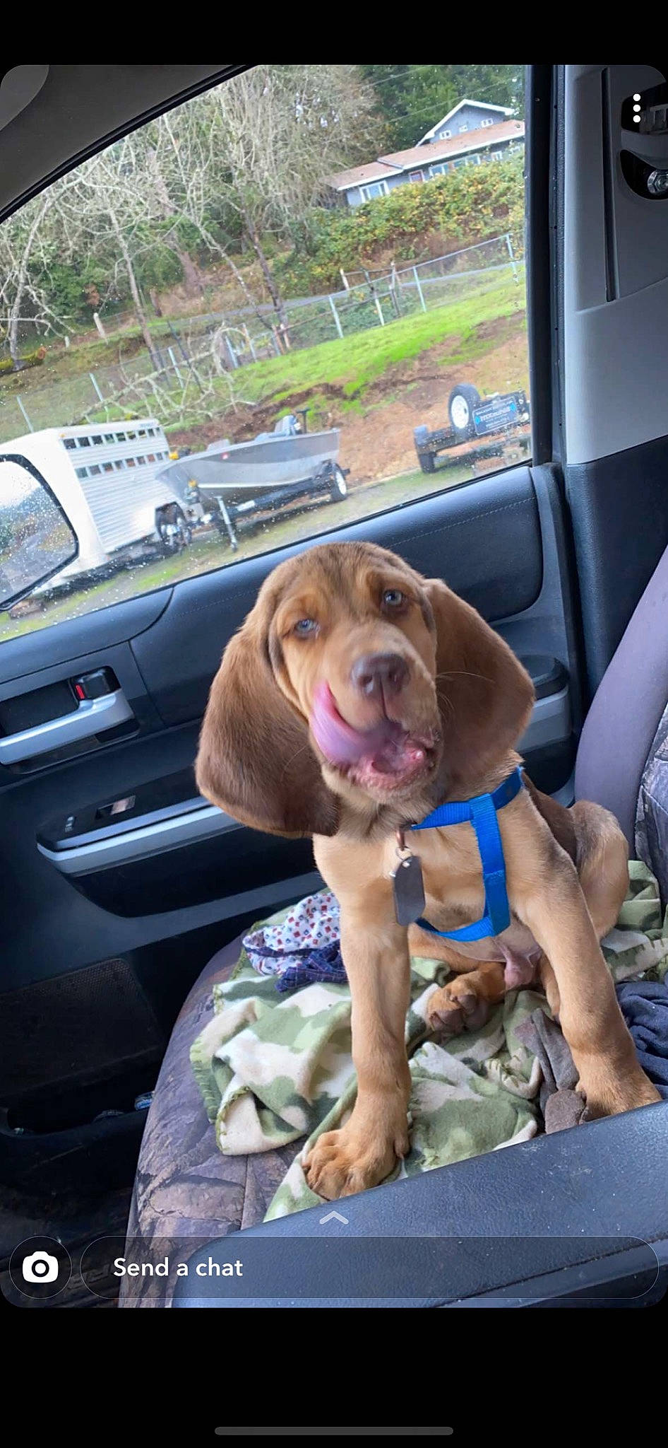 Duke joined the competition — help win amazing prizes! automotive_mirror, automotive_window_part, canidae, car_seat, carnivore, companion_dog, dog, dog_breed, fawn, liver, luxury_vehicle, rear_view_mirror, snout, sporting_group, steering_part, steering_wheel, vehicle_door, vertebrate, vizsla, windshield