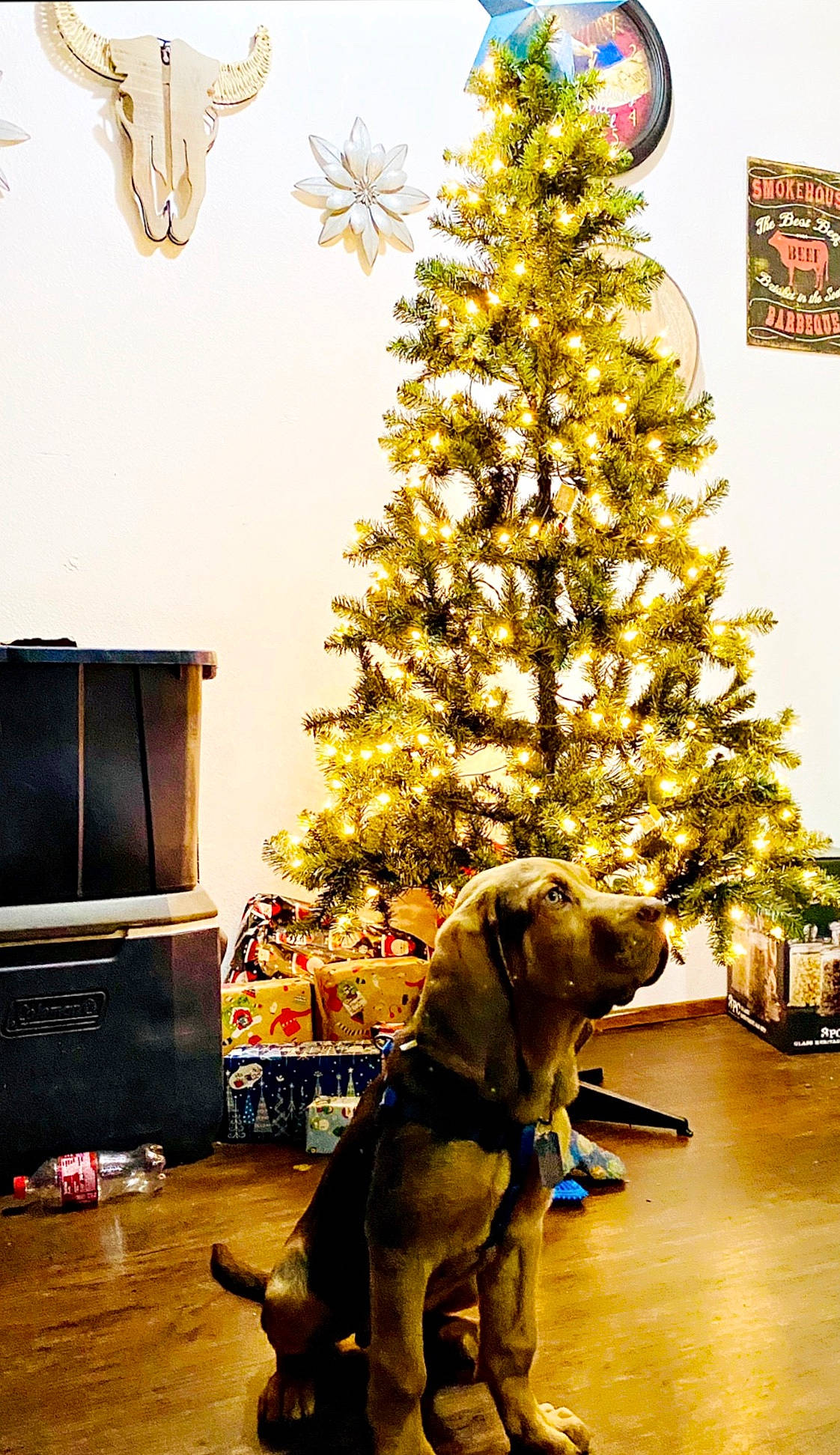 Duke joined the competition — help win amazing prizes! carnivore, christmas, christmas_decoration, christmas_eve, christmas_ornament, christmas_tree, display_device, dog, dog_breed, floor, flooring, holiday, holiday_ornament, home, interior_design, ornament, room, sporting_group, television_set
